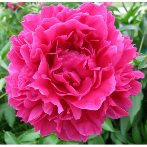 Пион Paeonia Felix Crousse